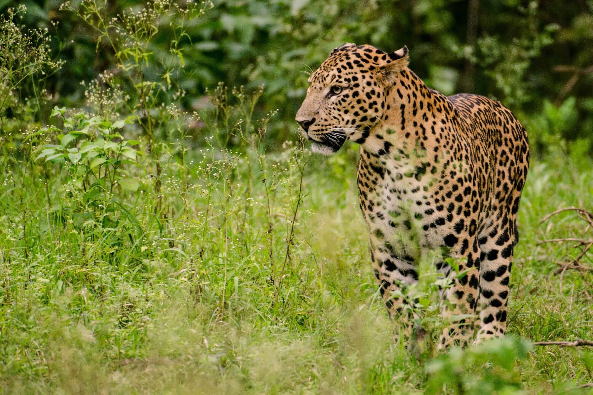 Nagarhole-National Park