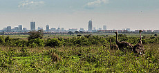 Kenia Lamu-Safari