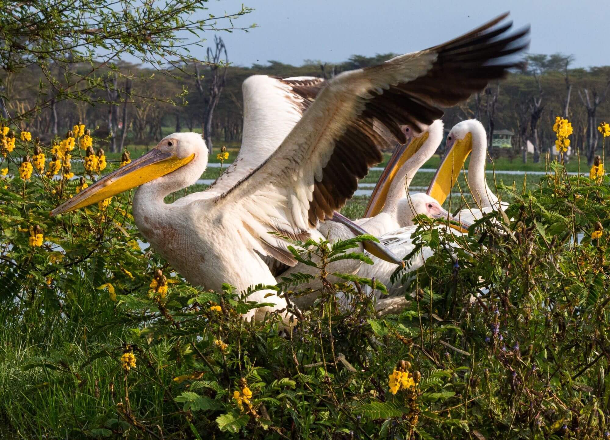 Naivasha See