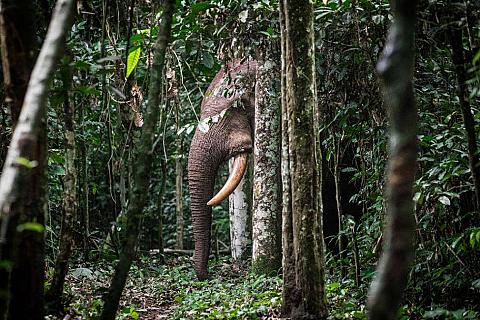 Nouabalé-Ndoki-Nationalpark