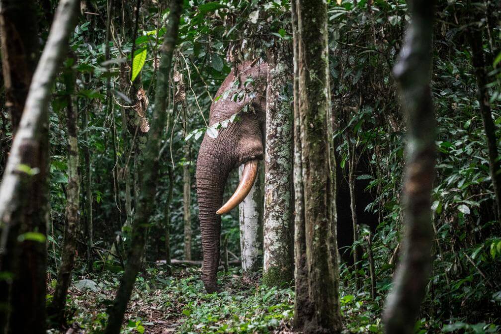 Nouabalé-Ndoki-Nationalpark display image