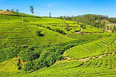 Nuwara Eliya