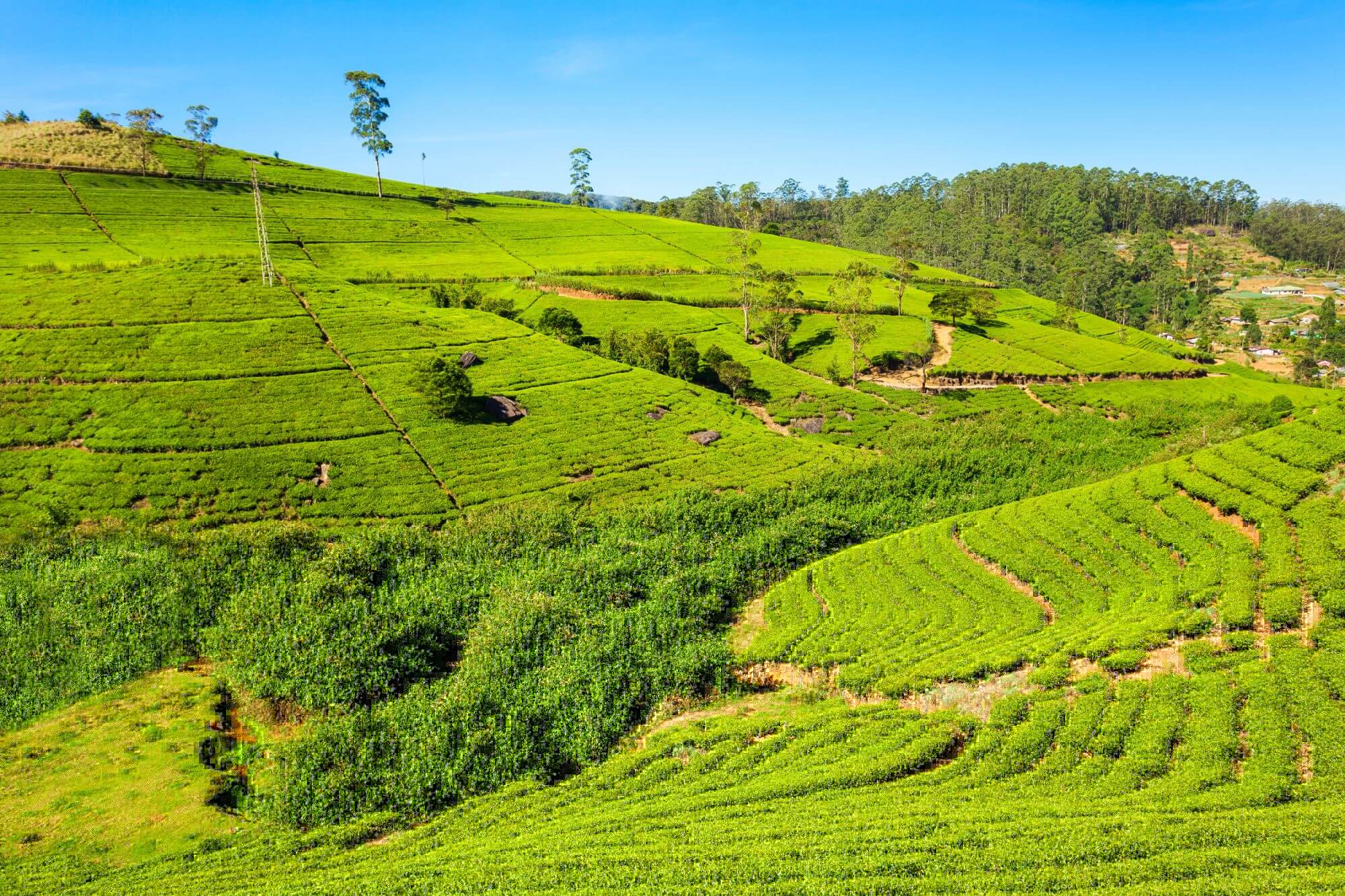 Nuwara Eliya display image
