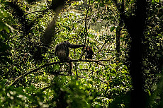 Nyungwe Forest