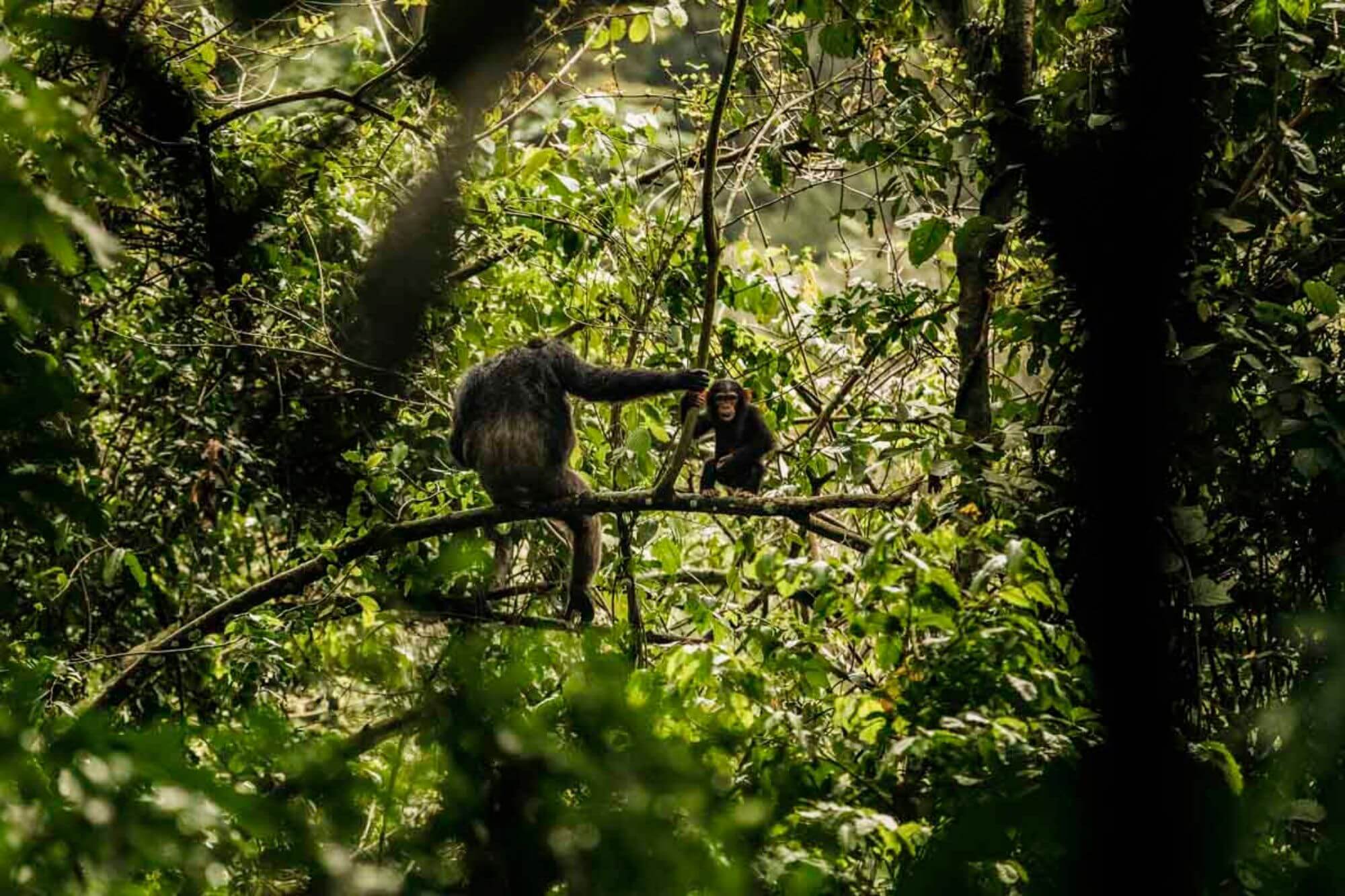 Nyungwe Forest