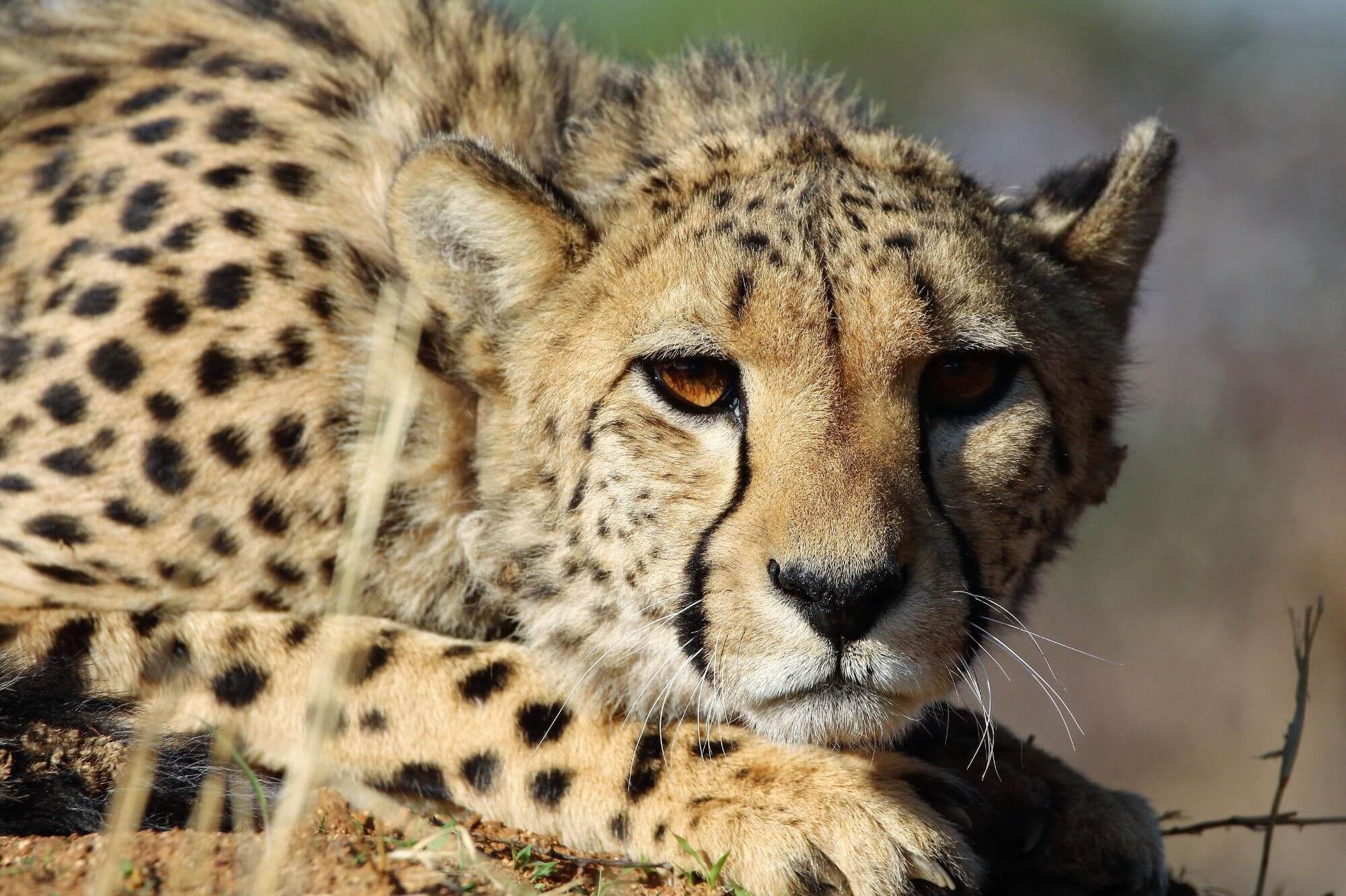 Okonjima display image