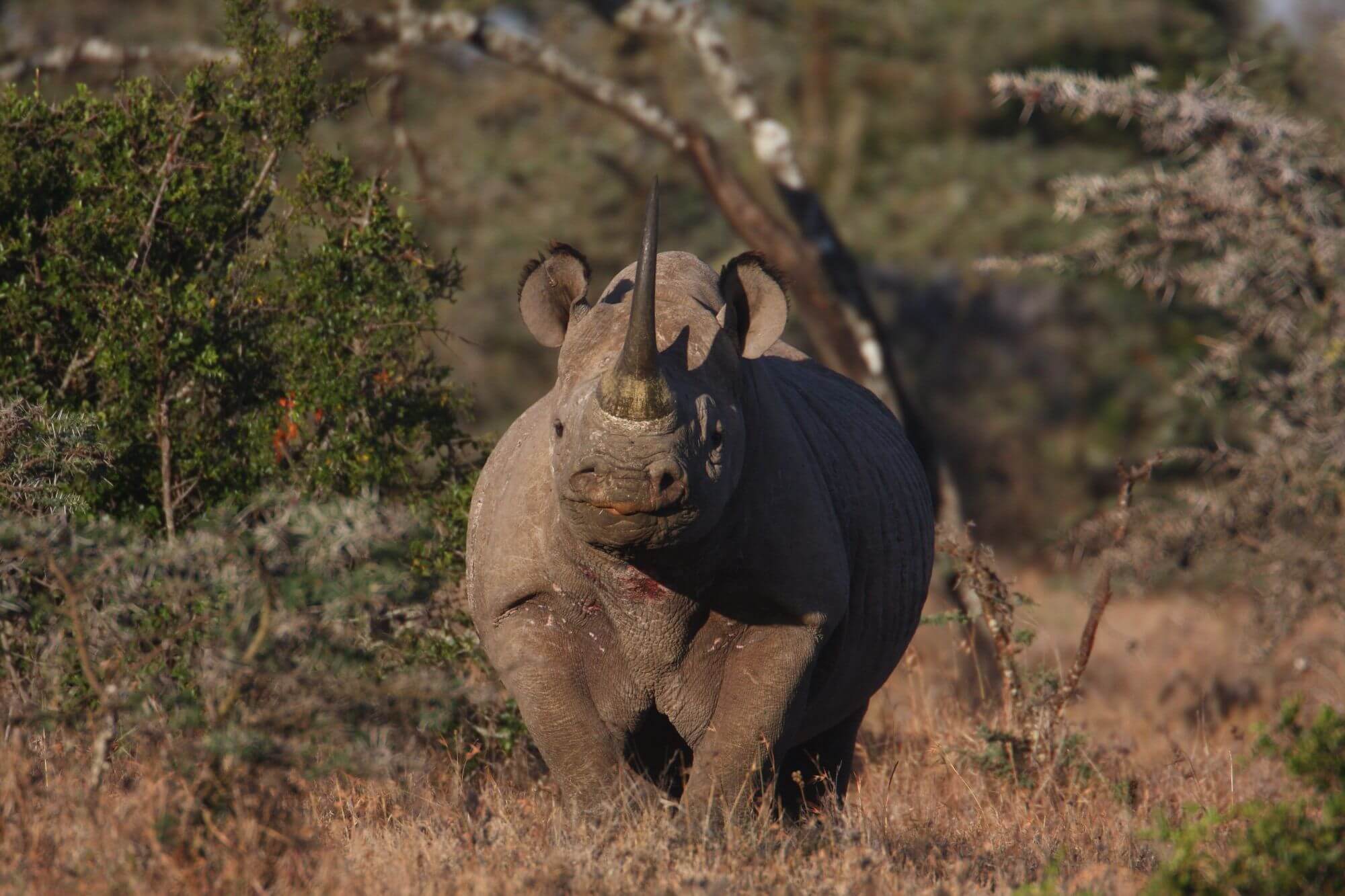 Ol Pejeta