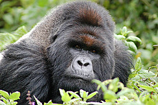Ruanda und Kongo Virunga Primatensafari