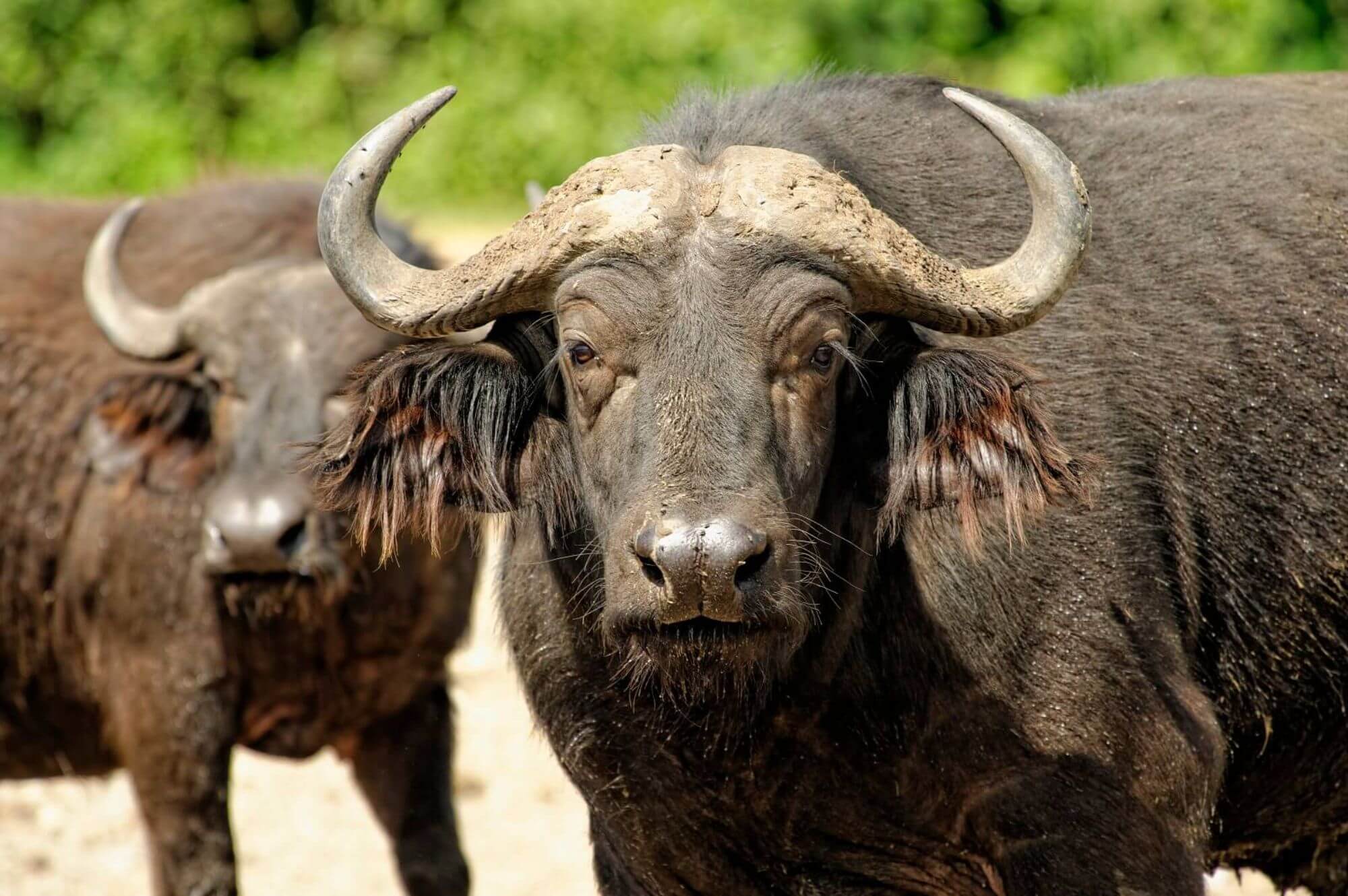Queen Elisabeth Nationalpark display image