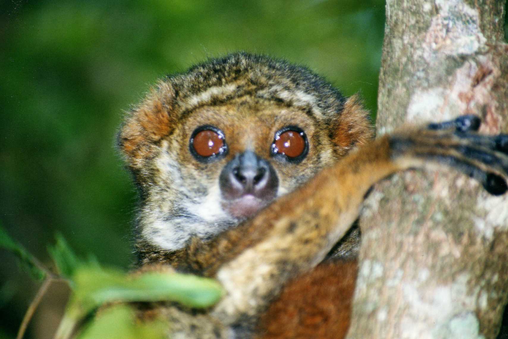 Ranomafana