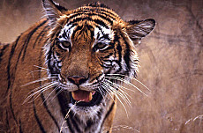 Indien: Tiger und Taj