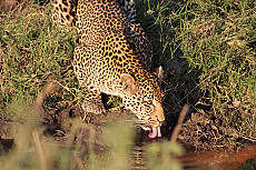 Ruaha-Nationalpark