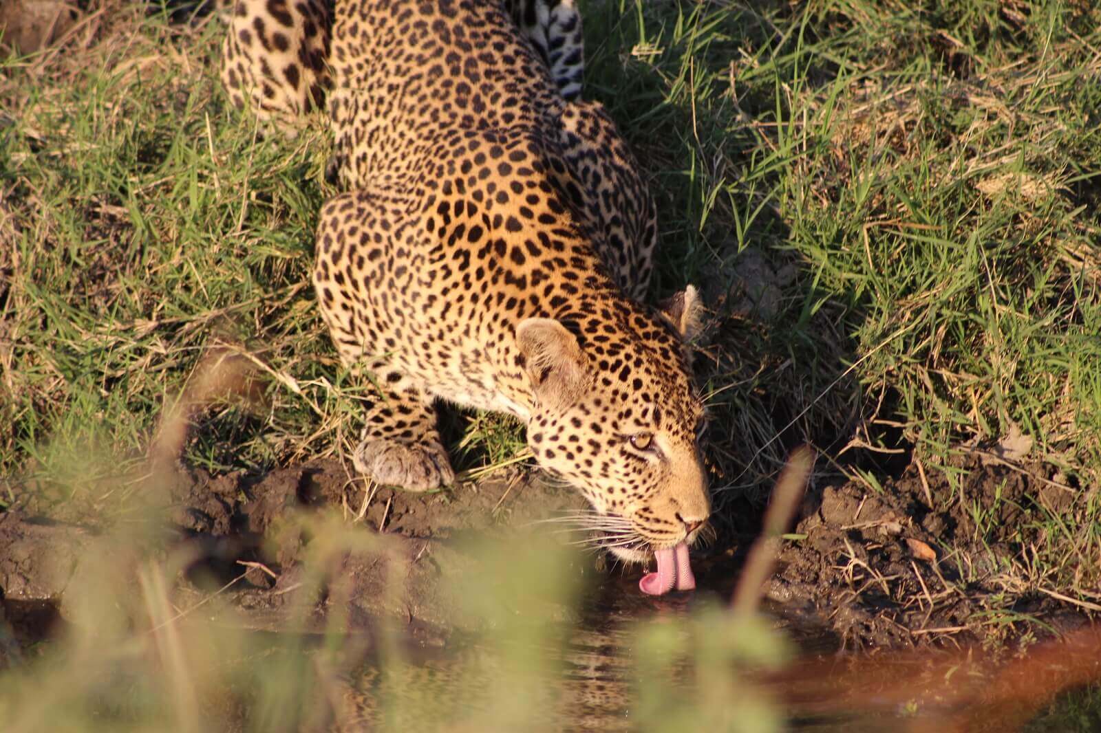 Ruaha-Nationalpark display image