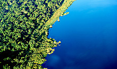 Rubondo Island