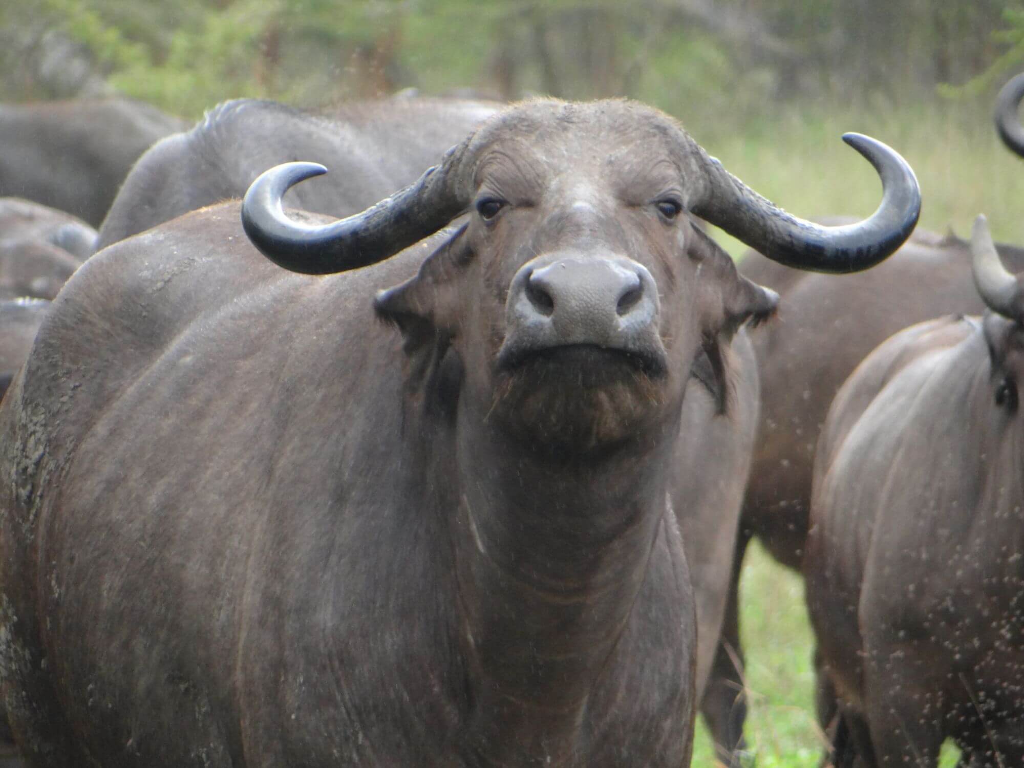 Saadani Nationalpark display image