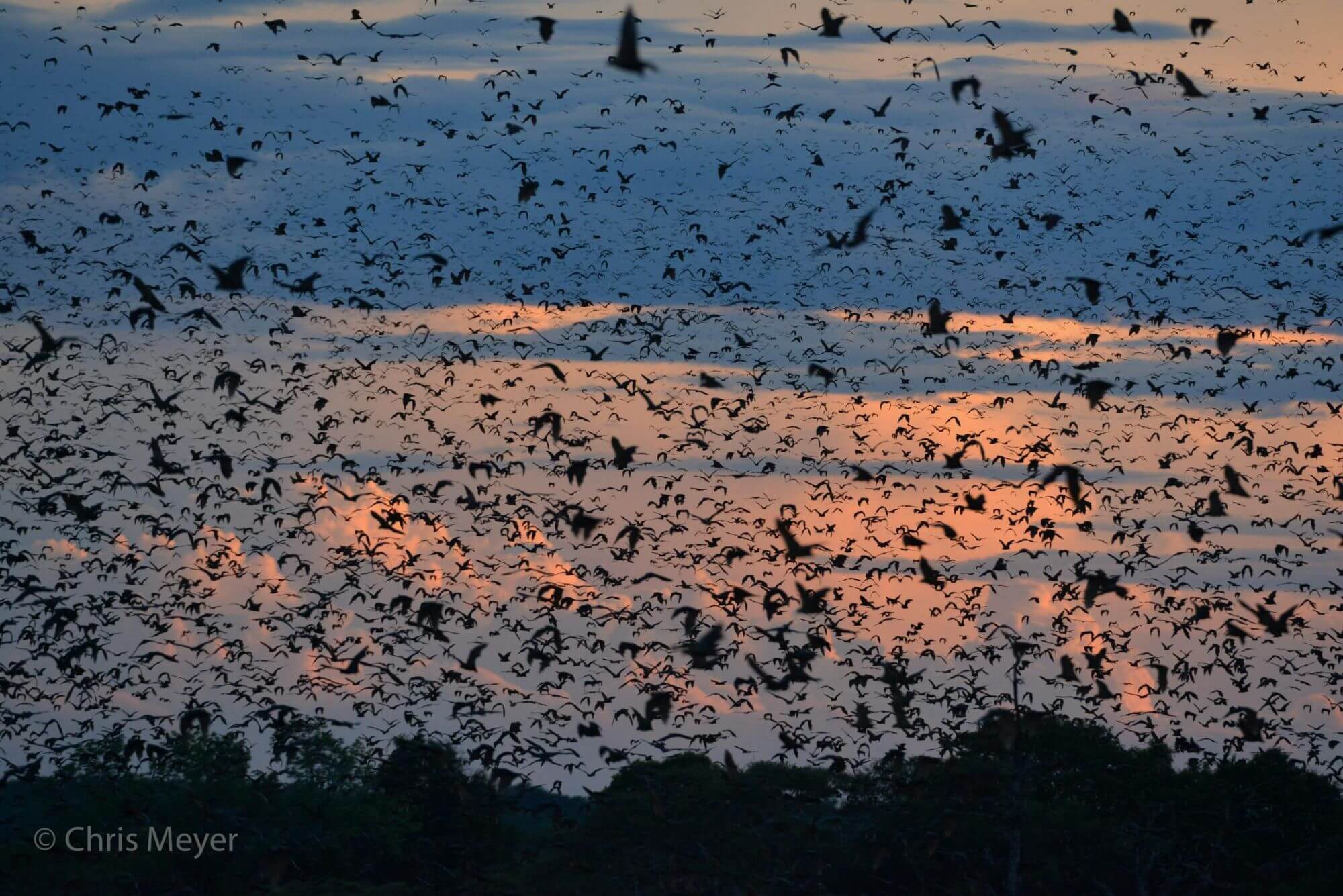 Die Fledermaus-Migration