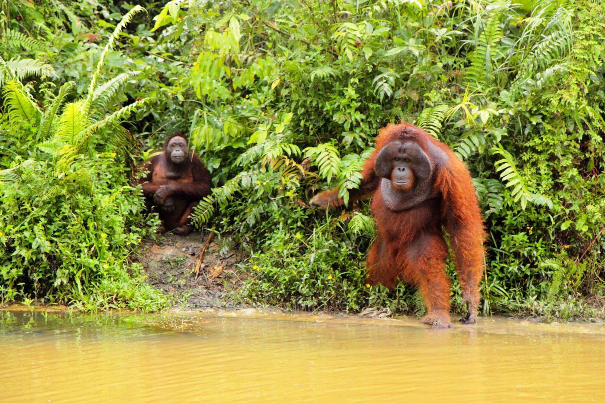Samboja Lestari display image
