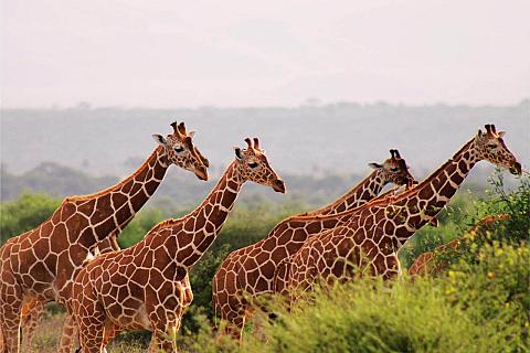 Kenia Migration-Safari