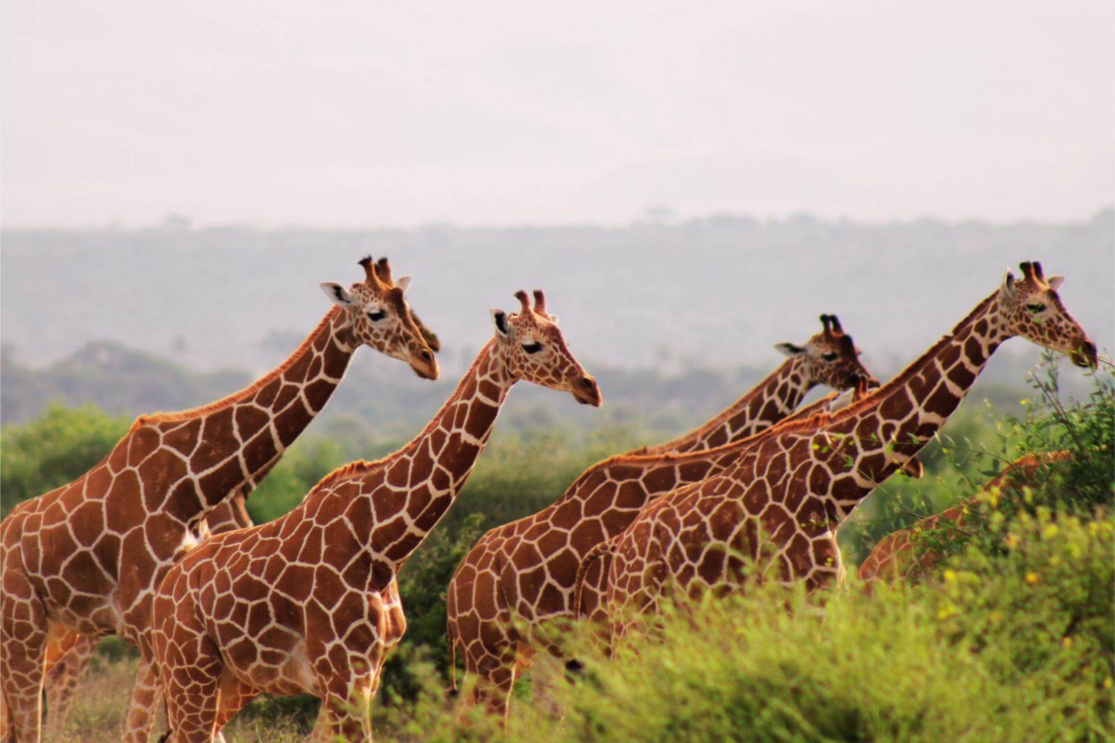 Samburu Nationalpark