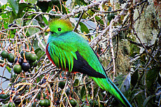 Costa Rica Tierbeobachtungsreise: die reiche Küste