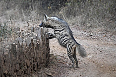 Sariska-Nationalpark