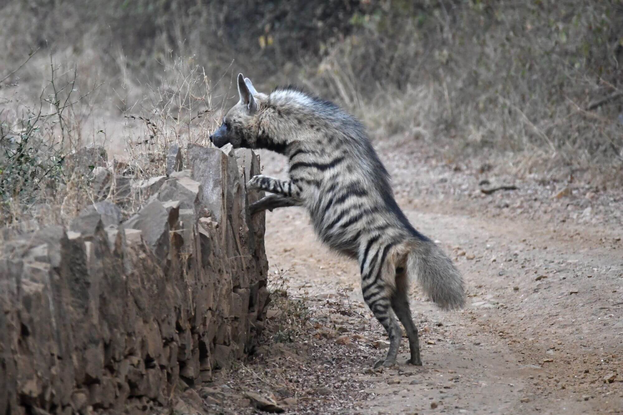 Sariska-Nationalpark