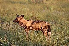 Botswana Grand Safari