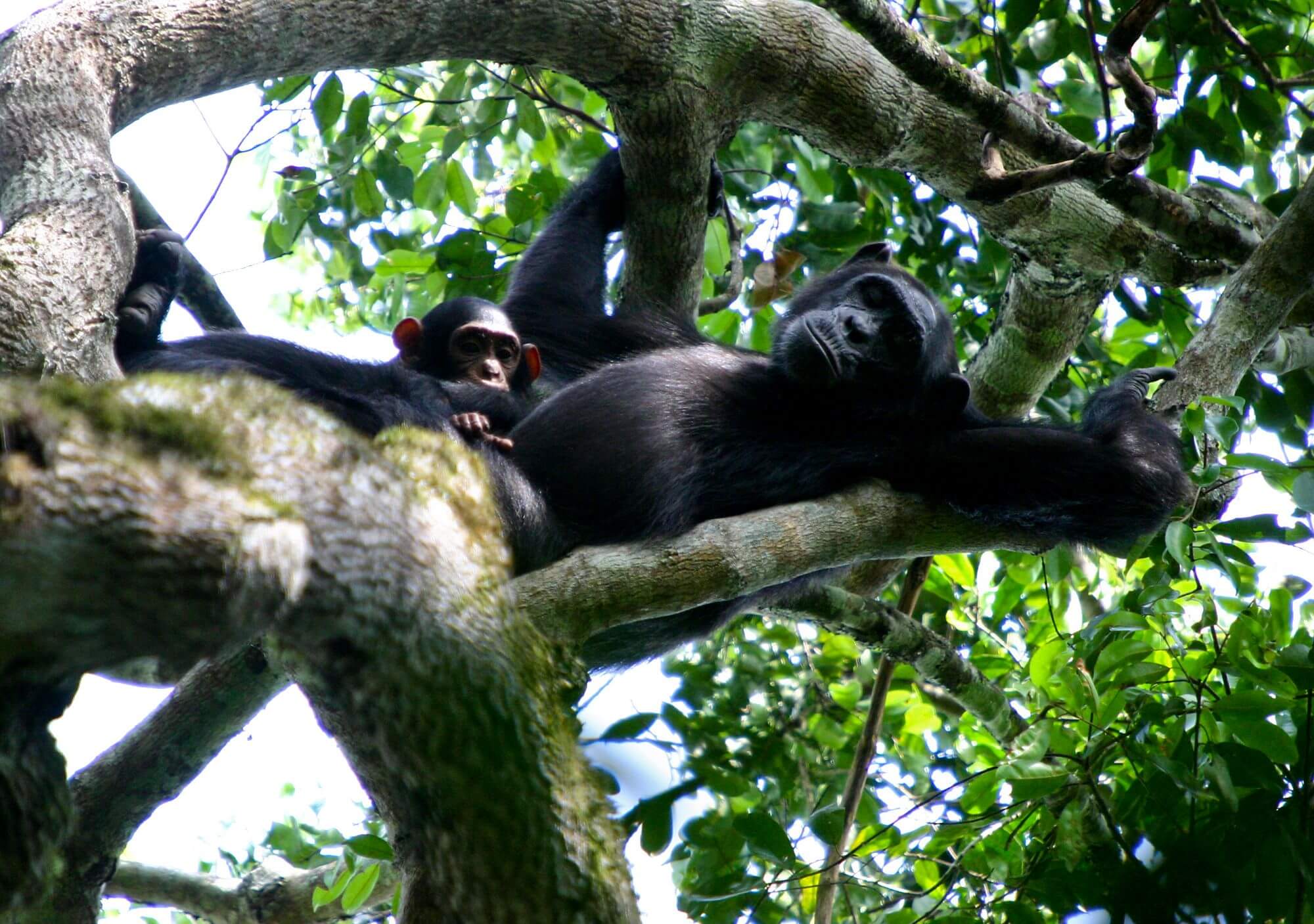 Semliki Reserve display image
