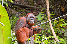Semmenggoh Nature Reserve