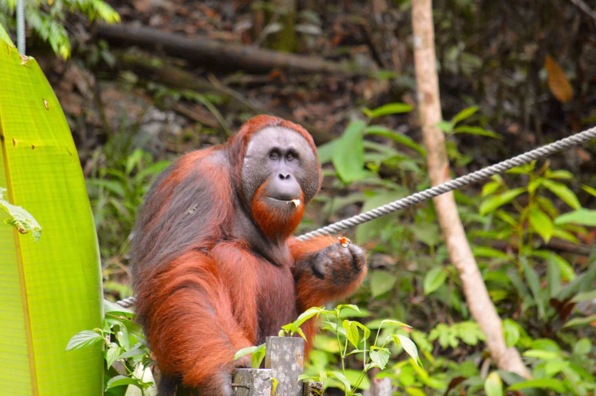 Semmenggoh Nature Reserve display image