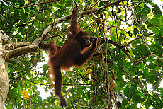 Sepilok Orang Utan Center