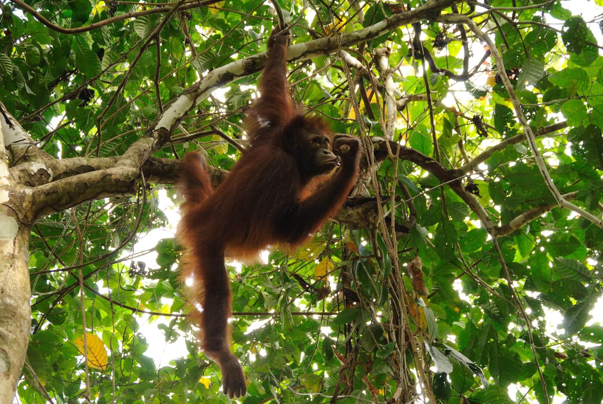 Sepilok Orang Utan Center display image