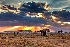 Serengeti-Safaris