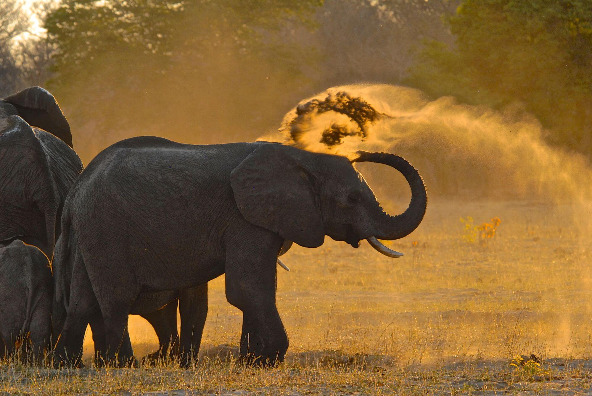 Die Wasserlöcher von Hwange