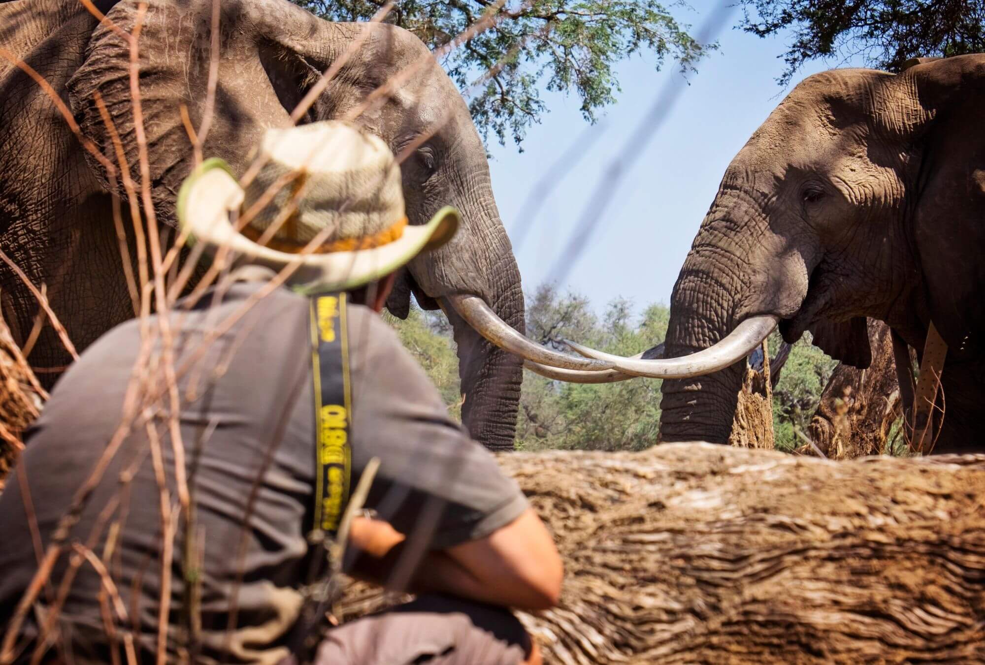 Einzigartige Mischung von Walksafaris und Pirschfahrten