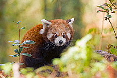 Indien rote Panda-Safari