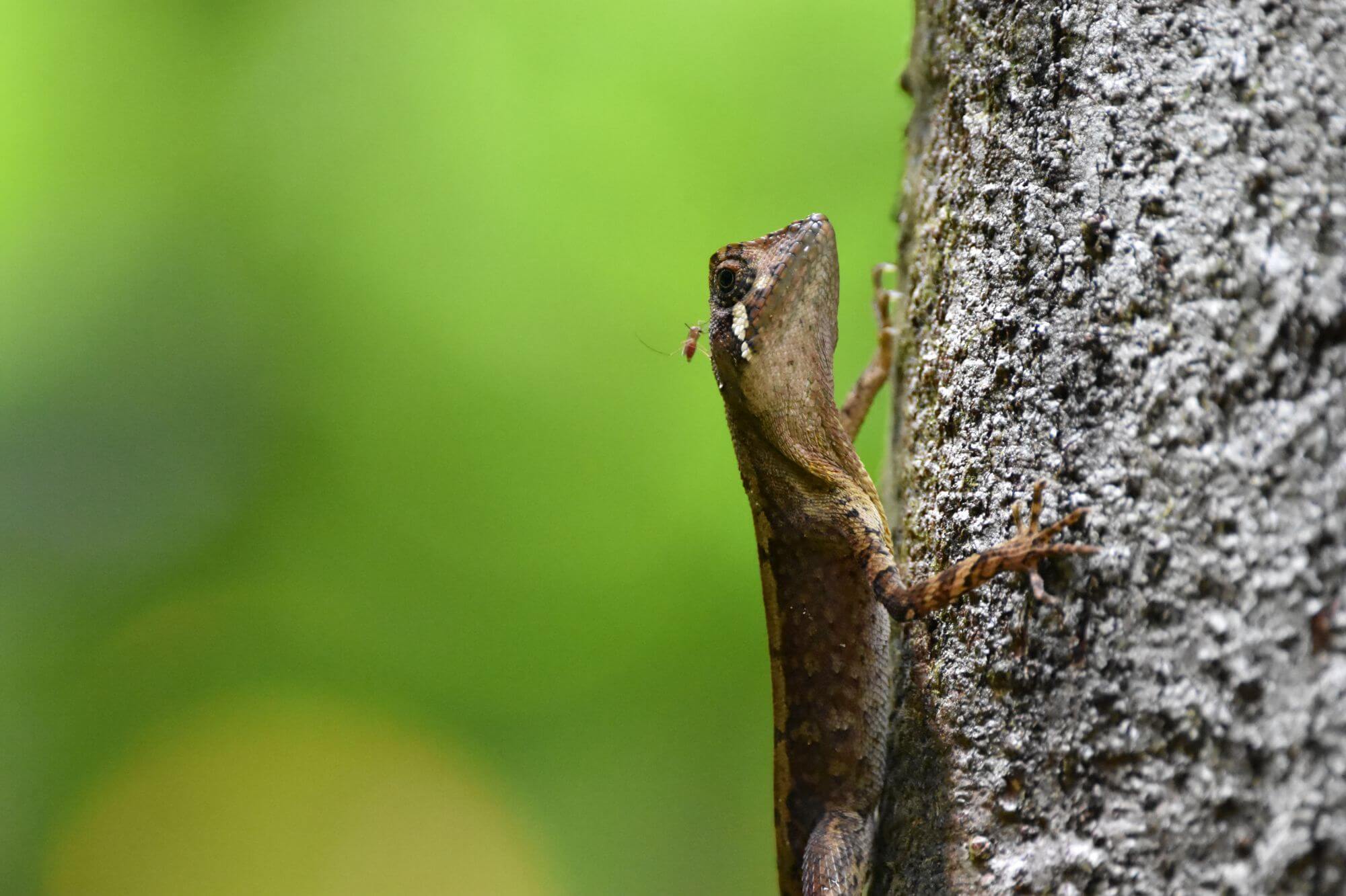 Sinharaja Forest display image