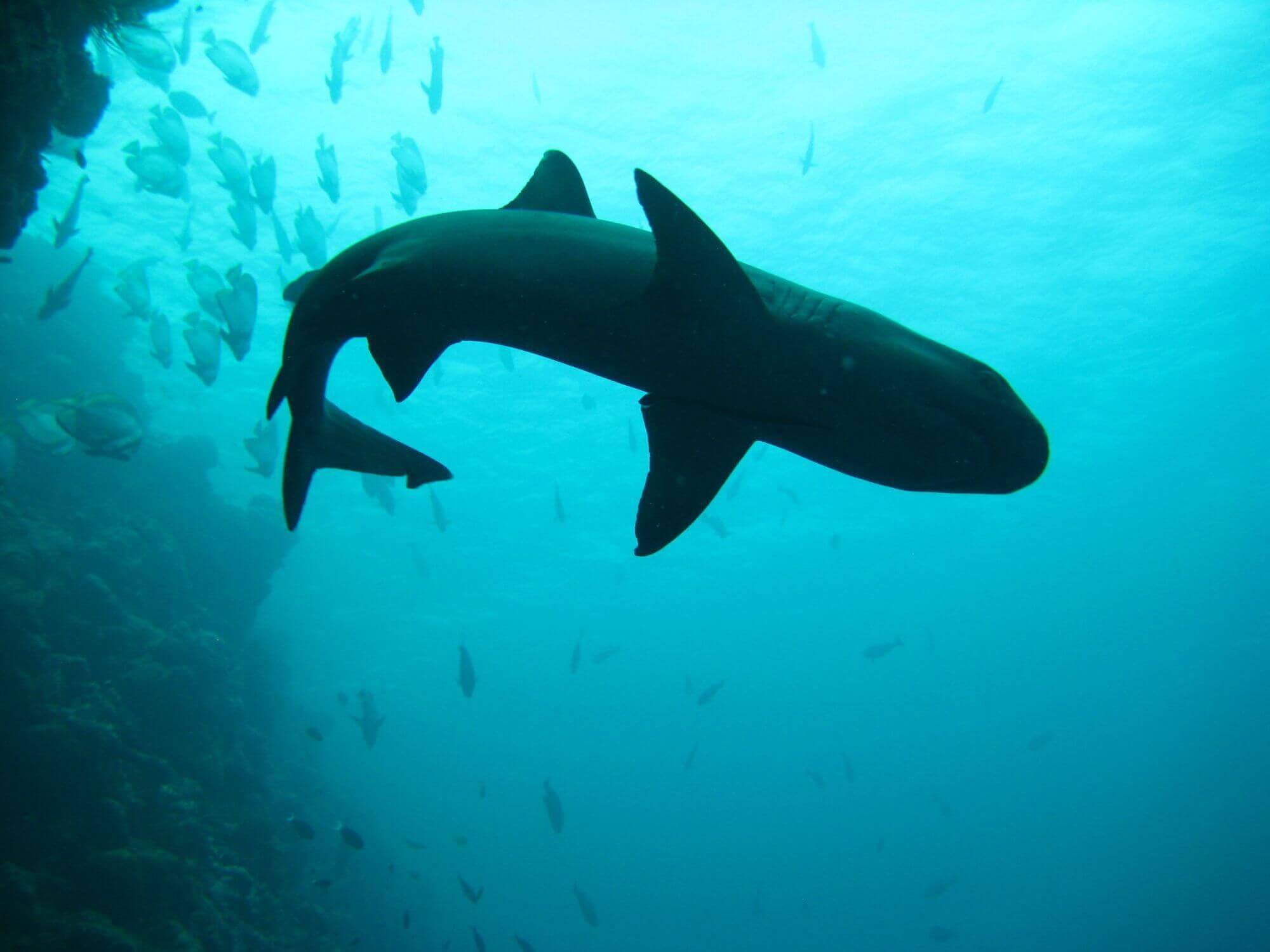 Sipadan Island display image