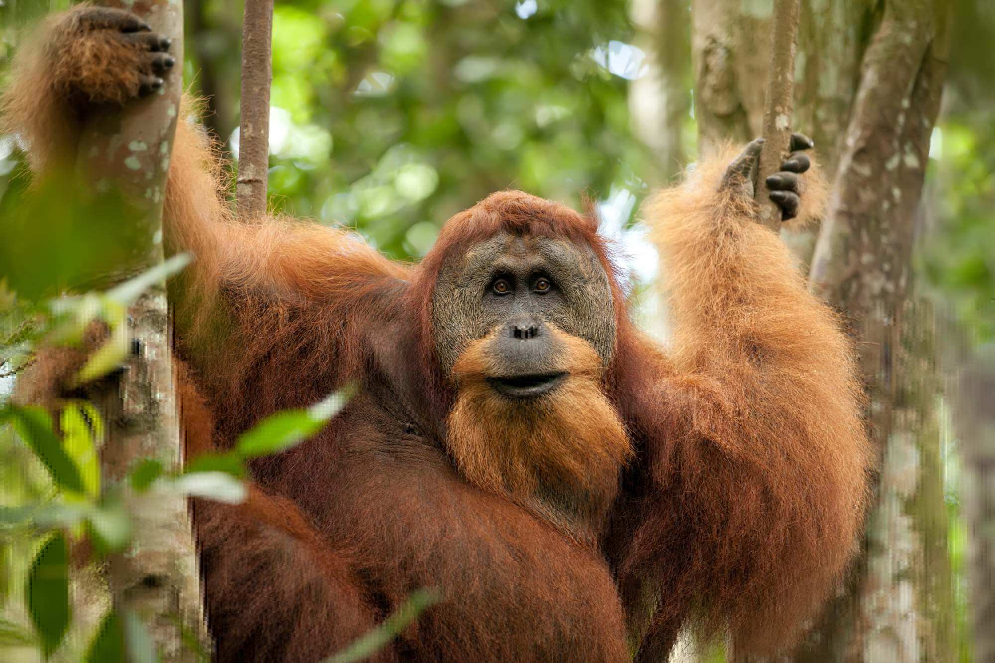 Sumatra
