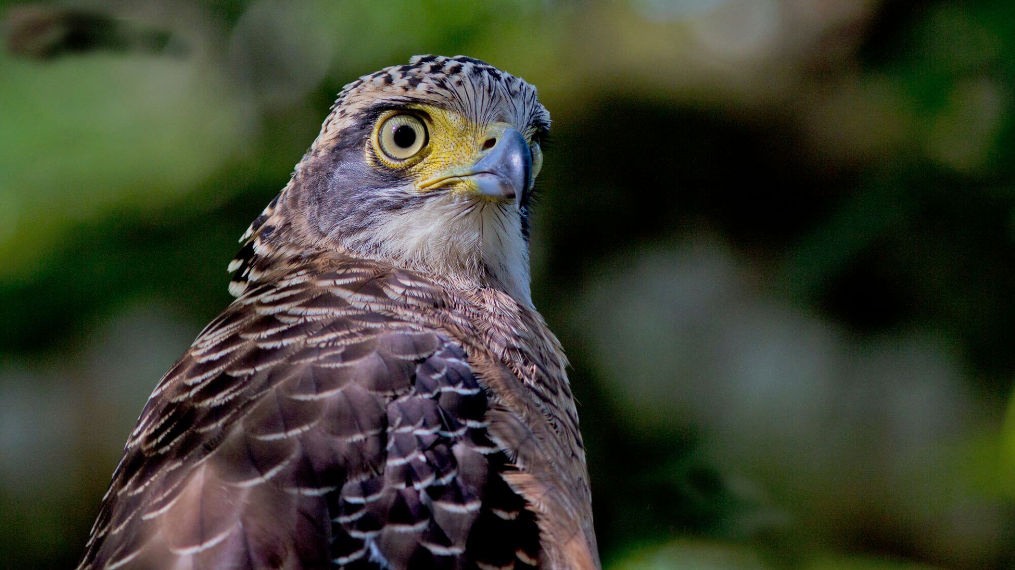 Tabin Wildlife Reserve display image