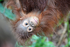 Tanjung Puting