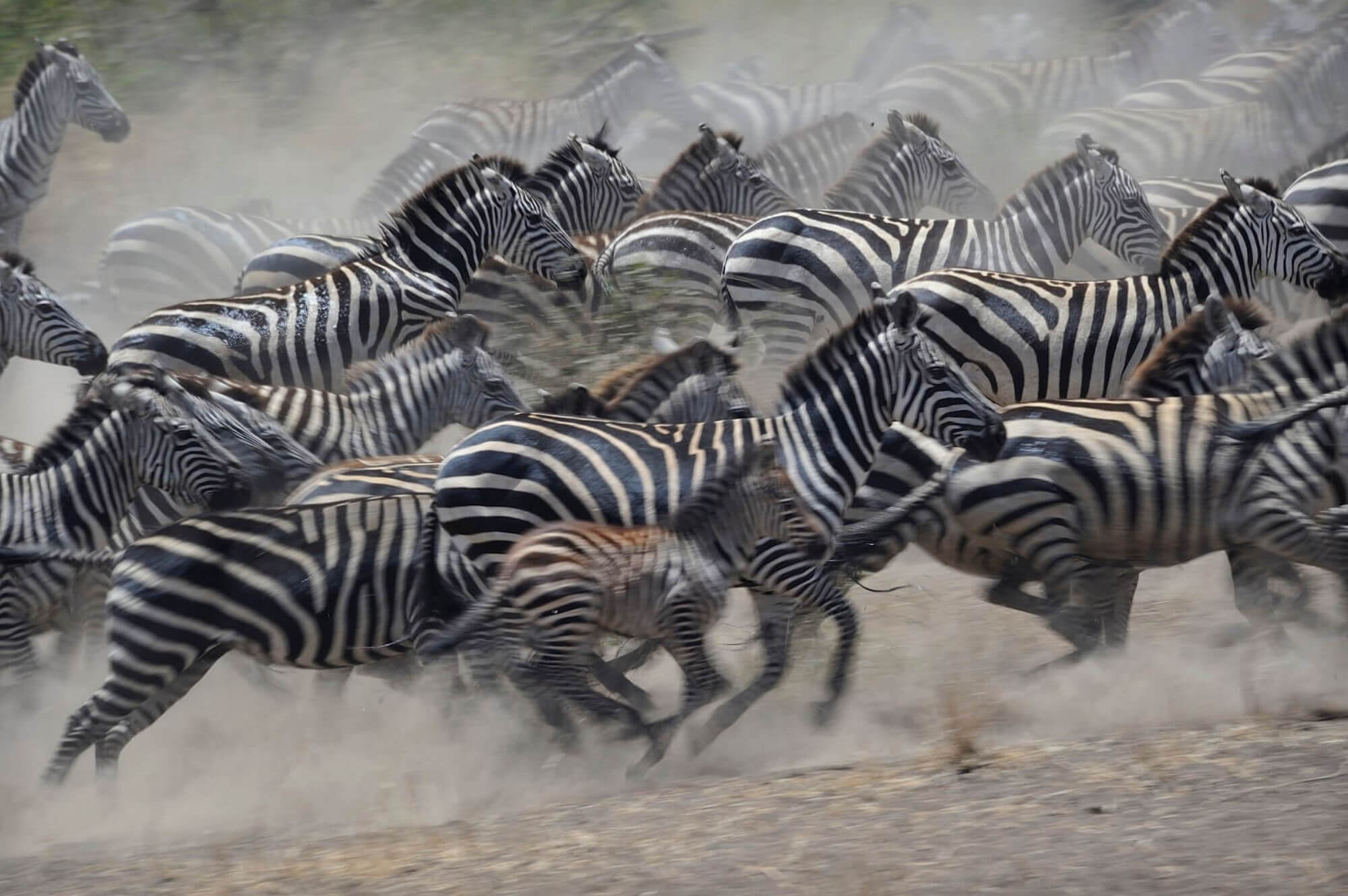 Serengeti