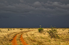 Unschlagbares Kenia