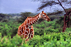 Masai Mara, Kilimanjaro und die roten Elefanten von Tsavo