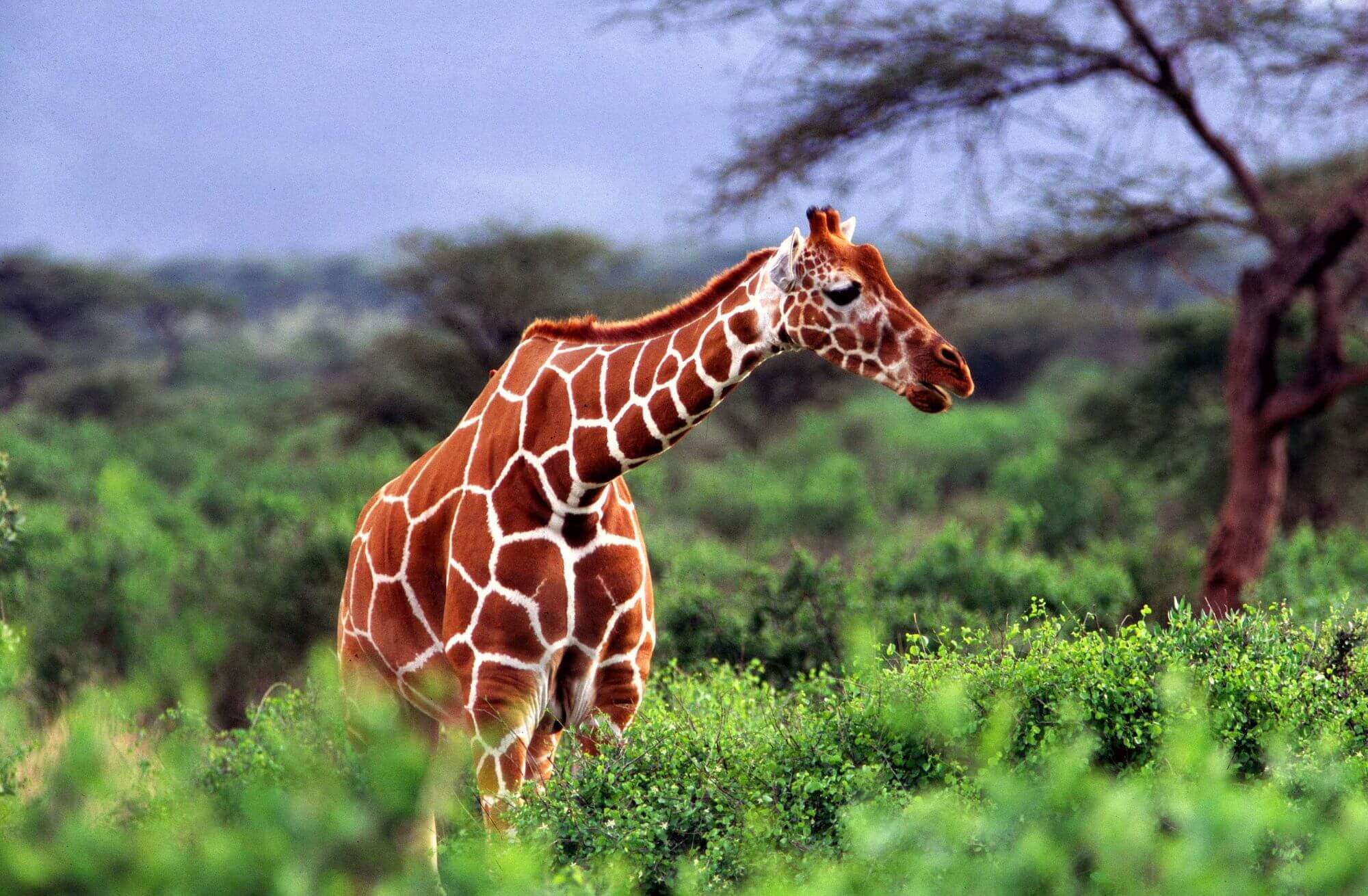 Tsavo West