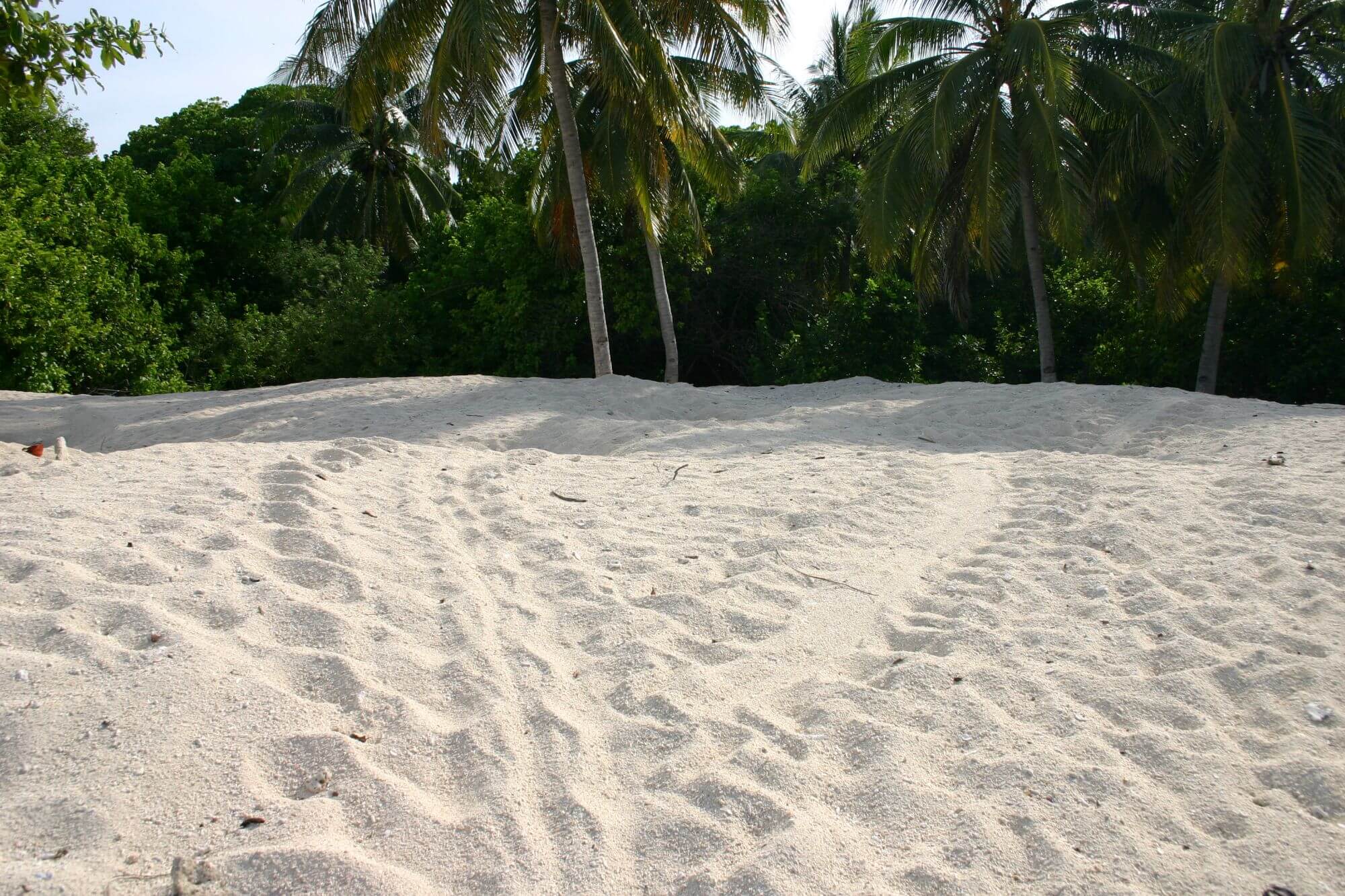 Turtle Island display image