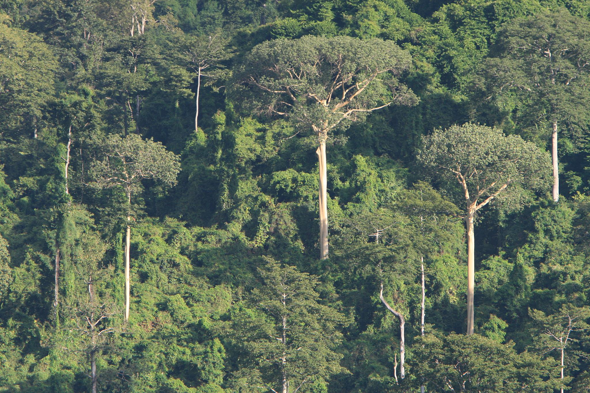 Udzungwa Nationalpark display image
