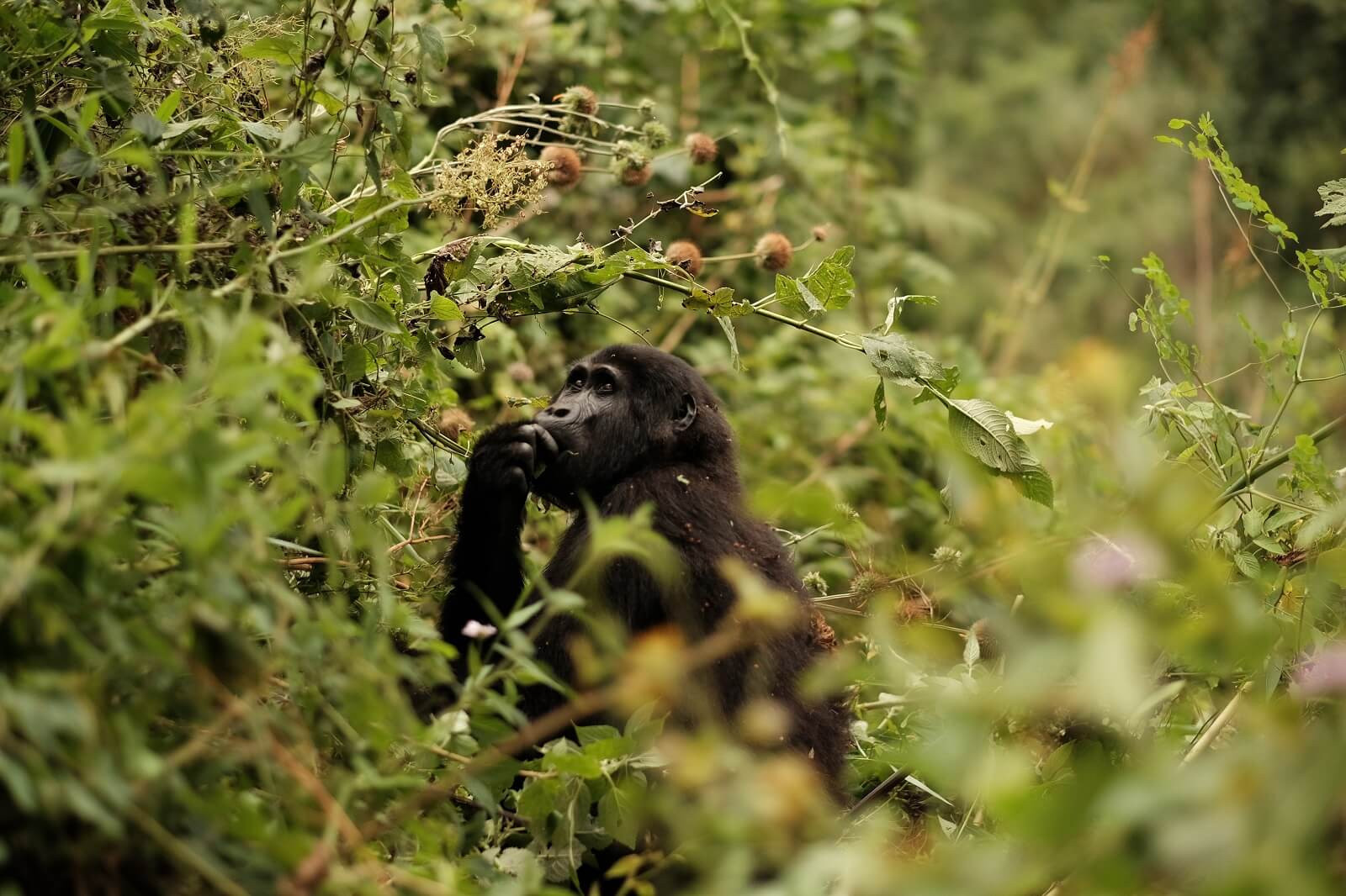 Uganda