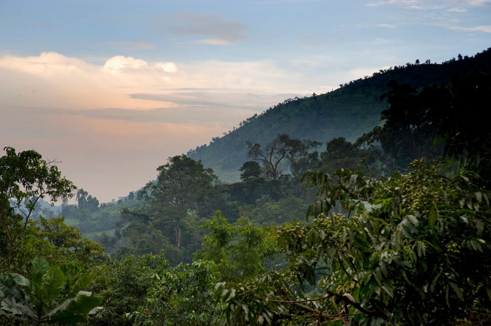 Bwindi