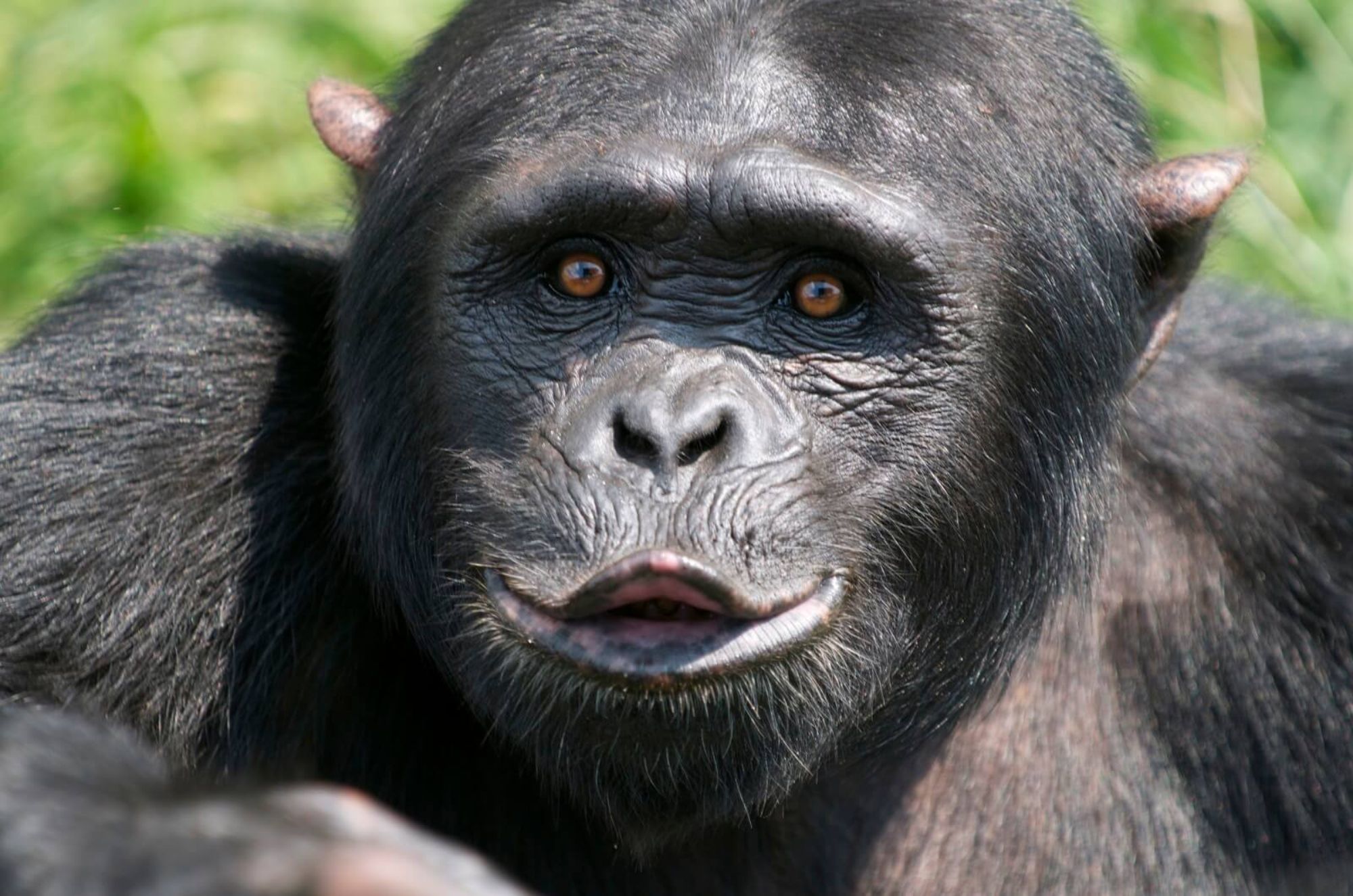 Die Ruwenzoris